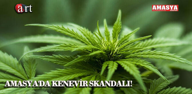 AMASYA’DA KENEVİR SKANDALI!